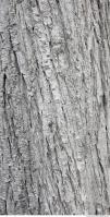 tree bark 0015